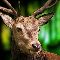 Logo 3D Deer Sniper Hunting Game